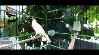 Download Kenari Nembak Panjang Gacor Untuk Masteran Video MP3 Kenari Nembak Panjang Gacor Untuk Masteran