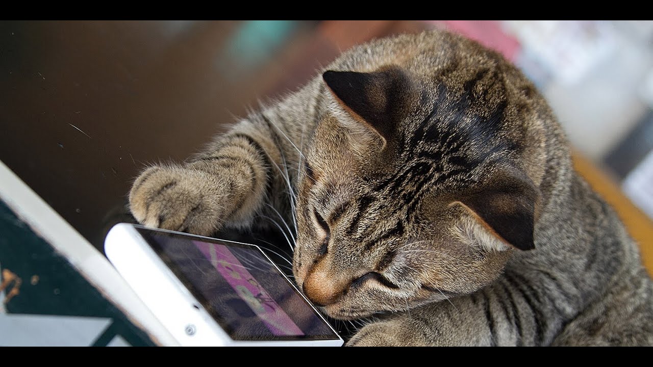 Former Amazon Engineer Creates App to Translate Cat Meows into Words Humans Understand