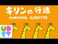 うるまでるび｜キリンの行進