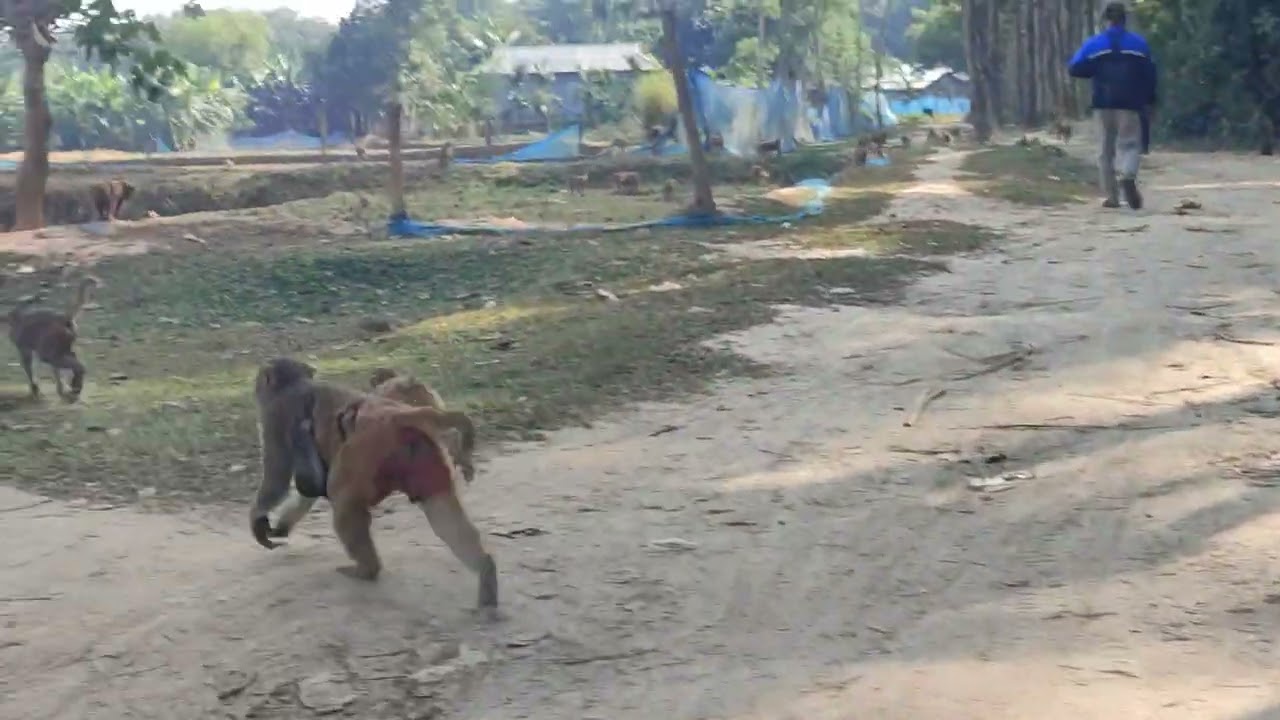 ​WILD Monkey Business! Funny Monkeys Stealing Food & Playing in the Jungle. 