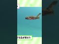 絶対ゆるさない #2chほのぼの #ゆっくり解説 #動物 #animals #5ちゃんねる