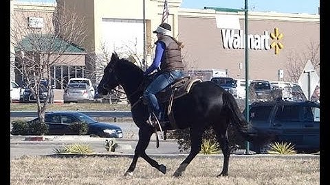 Tassas Little Cat      ***For info, price, etc., go to our website*** Valley View Ranch