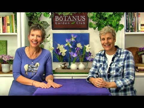 Video: Reticulated Iris Information: Matuto Tungkol sa Reticulated Iris Care Sa Hardin