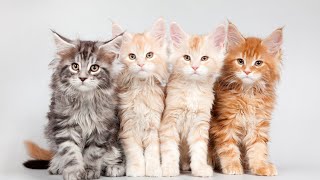 Порода кошек Мейн-Кун: как произошла, каких размеров достигает, характер Мейн Куна, интересные факты