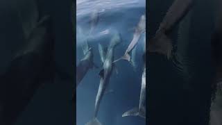 Pod of Dolphins Swimming Together Close to POV