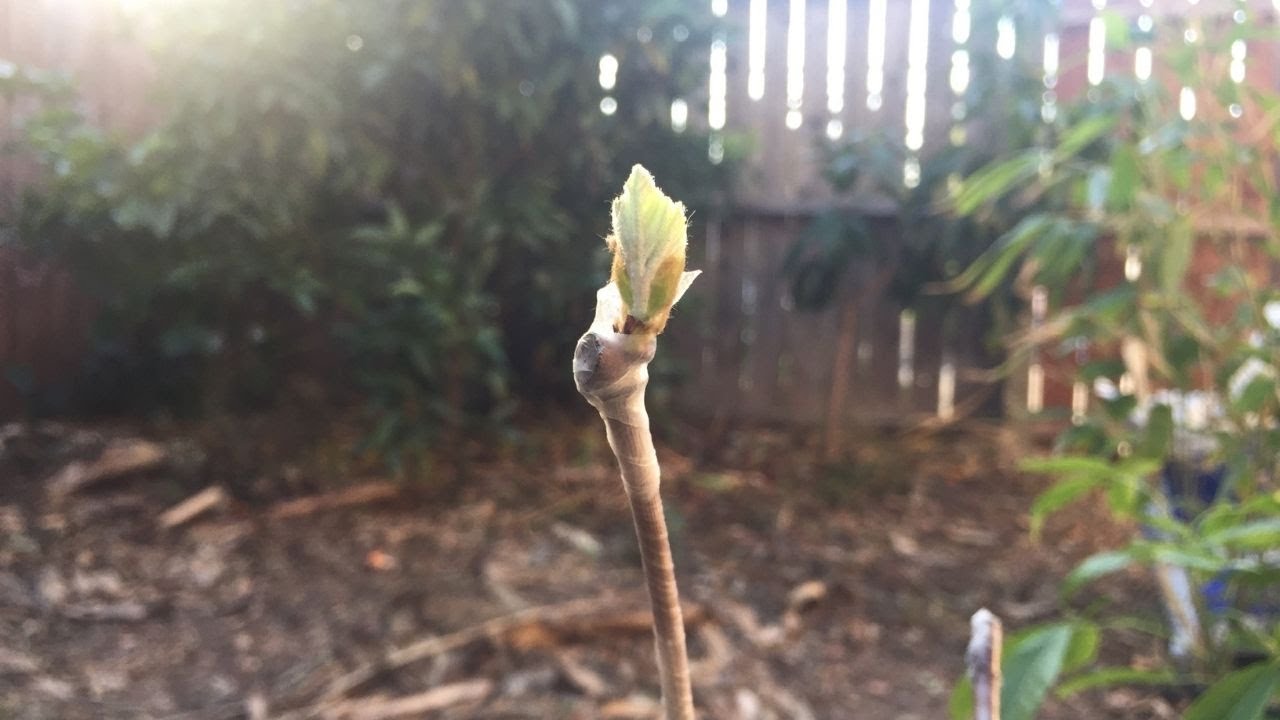 Grafting Grape Vines!