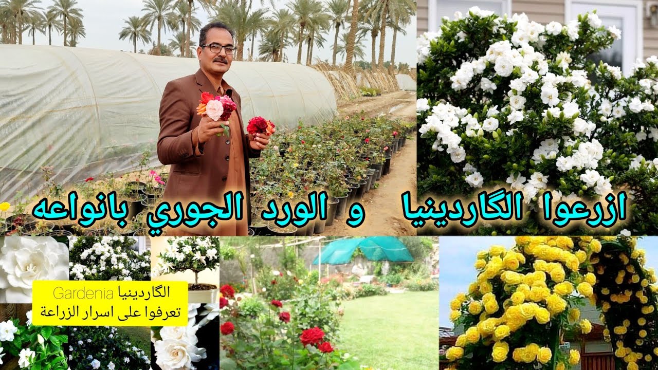 ازرعوا  الگاردينيا المطعمة والورد الجوري بانواعه فسحر جمالها لا يوصف جولة في مشتل سيد عبيس الحطاب