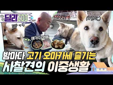 스님.. 속세의 고기 맛은 못 참겠습니다... 낮에는 무소유 사찰견! 밤에는 고기 파티 즐기는 보람이🤣 #동물농장 #달리
