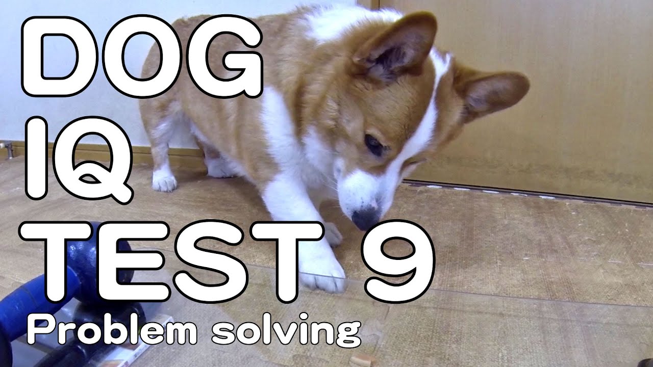 The Canine Iq Test 9 Problem Solving 犬のiqテスト 9 問題解決能力 Goro Welsh Corgi コーギー Dog K9 Youtube The Canine Iq Test 9 Problem Solving 犬のiqテスト 9 問題解決能力 Goro Welsh Corgi コーギー Dog K9 Youtube