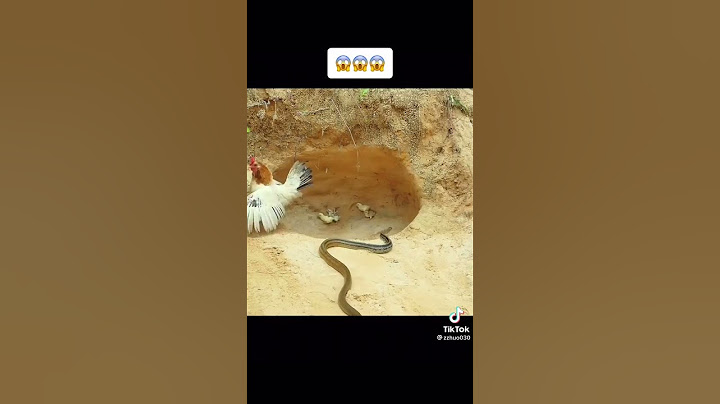 gallina salva sus pollitos