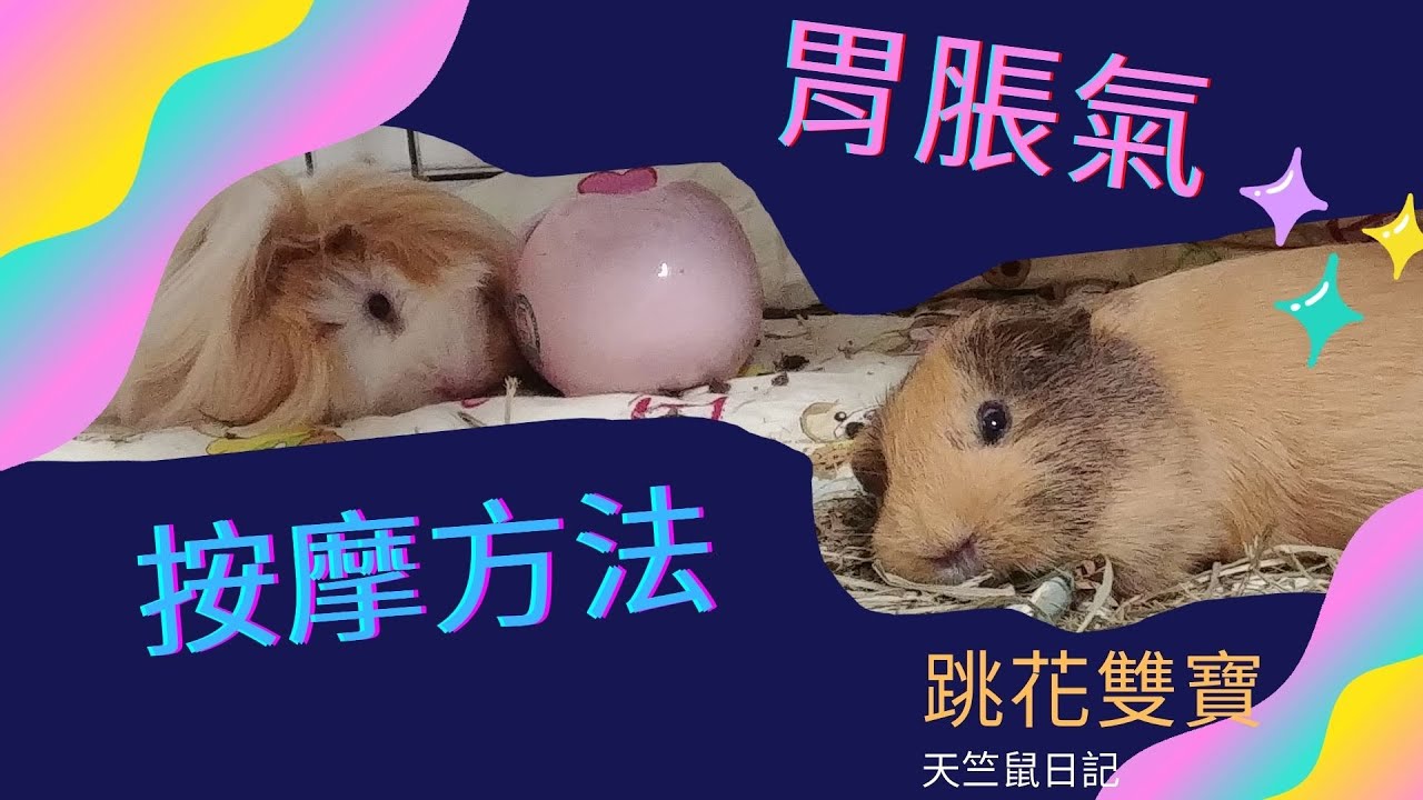 【天竺鼠脹氣怎麼辦?】消脹氣的四大方法之一。按摩技巧分享，天竺鼠怎麼養，吃益生菌搭配按摩，小動物都能用，趕快記下來!天竺鼠 モルモット guinea pig 荷蘭豬 หนูท้องอืด 胃脹氣 脹氣