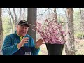 How to brighten your home with early flowering cherries  davids easy tips  suggestions