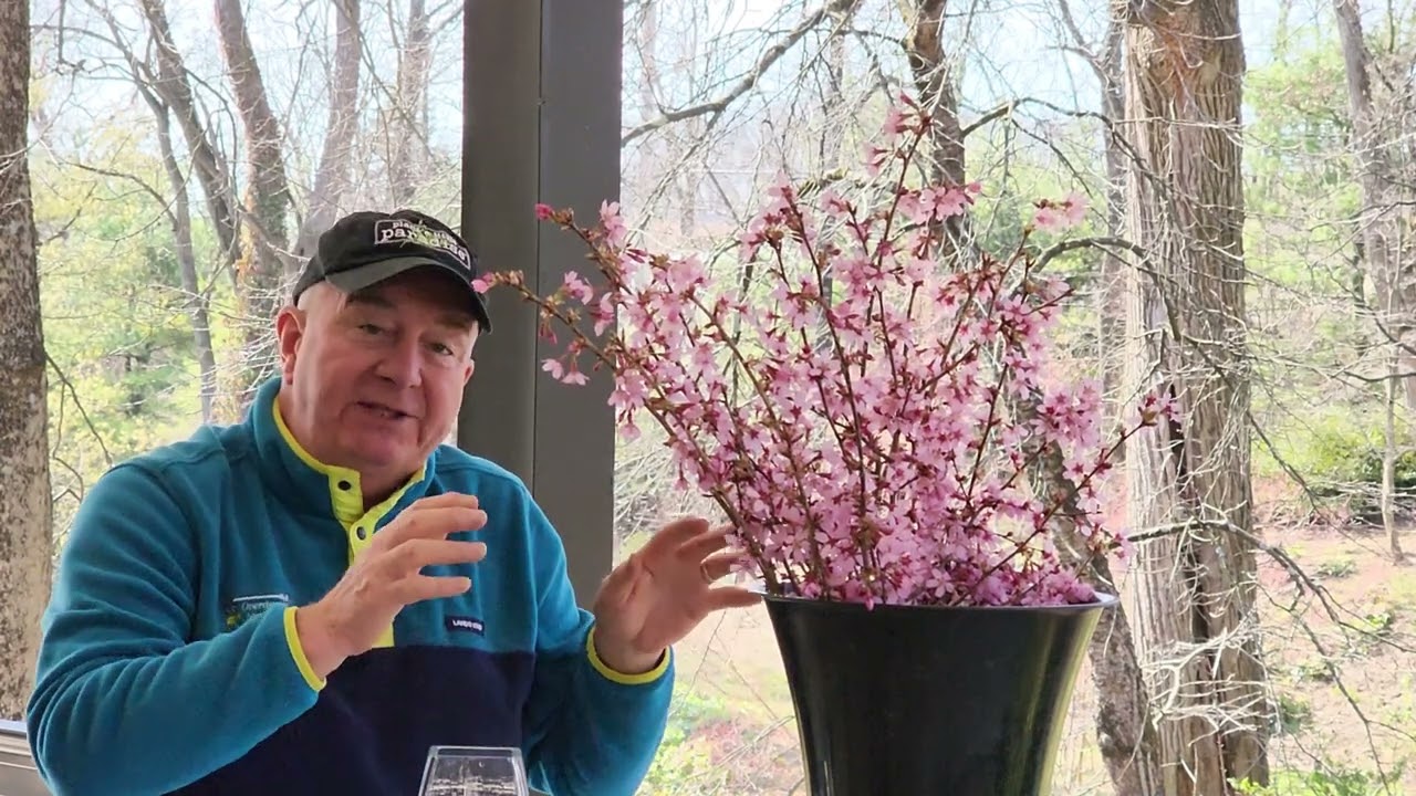 How To Brighten Your Home With Early Flowering Cherries - David's Easy Tips & Suggestions😉👍💚