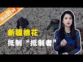 【环球叶问】绝不允许“边吃中国饭 边砸中国碗”！我们如何反击抵制新疆棉花的H&M、耐克们？