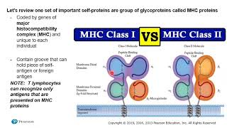 HAP 11e Lecture Ch 21C VIDEO