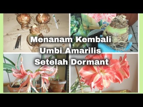 Video: Apakah amarilis perlu dormansi?