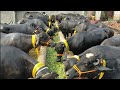 Top Quality PURE NEELI Katti Farming Business || How To Start Profitable Heifers Farming Business