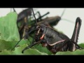 Lubber grasshopper nymphs