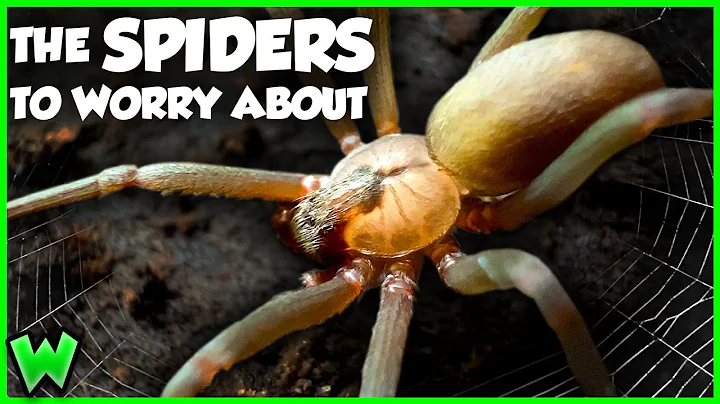 The Most Venomous Spiders in the US Ranked 