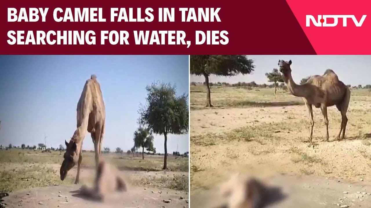 Rajasthan News | Baby Camel Falls In Tank Searching For Water, Dies ...
