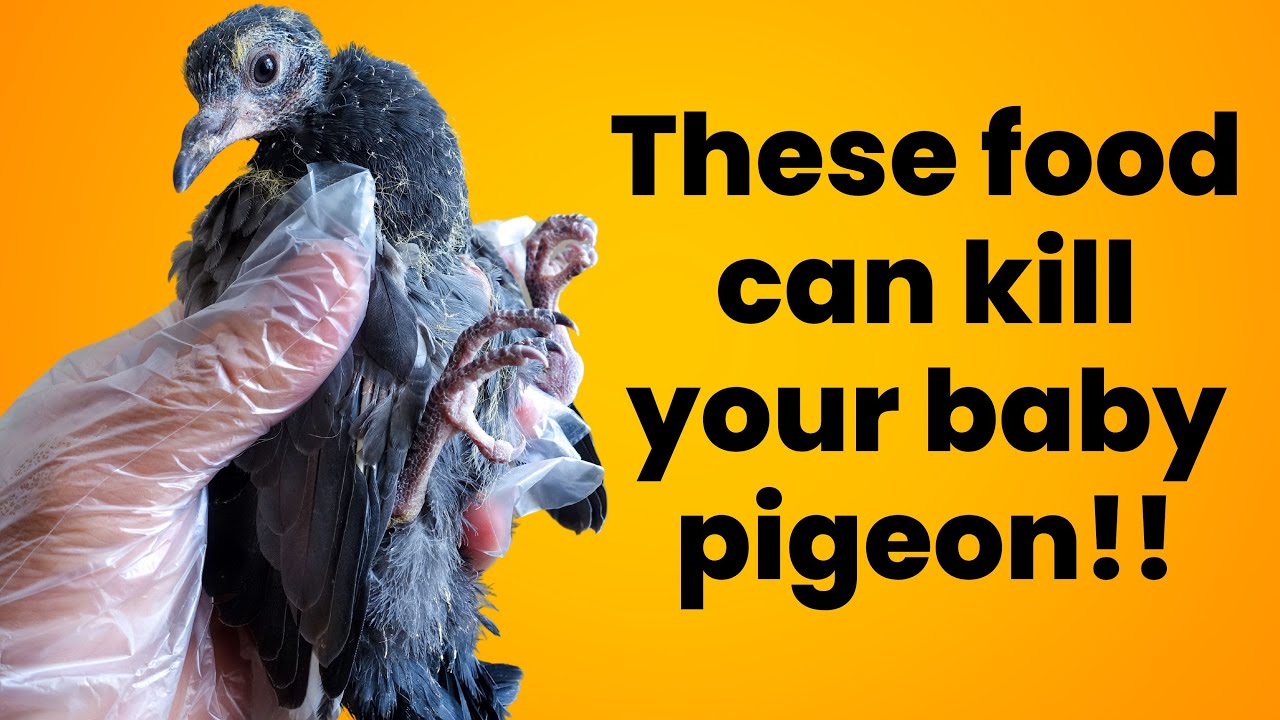 what-do-baby-pigeons-eat-what-if-you-re-feeding-your-baby-pigeons-the