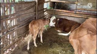 Bunting 8 bulan keguguran, apes tenan