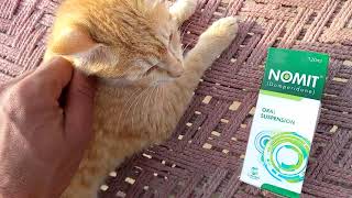 meri billi bimar ho gai Thumb