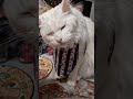 #вкусняшки #юмор #katzenliebe #pets #mainecoon #katze #shorts #süß #pets