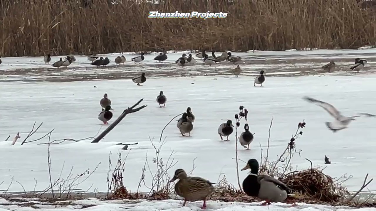 The wondrous natural world 25  #Geese #Duck #Seagull #ZhenzhenProjects