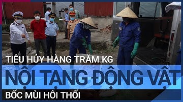Phú Thọ tiêu hủy hàng trăm kg nội tạng động vật bốc mùi hôi thối | VTC Tin mới