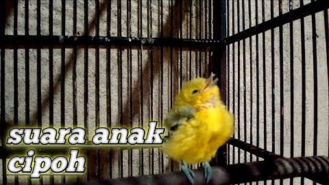suara anak sirtu memanggil induk nya