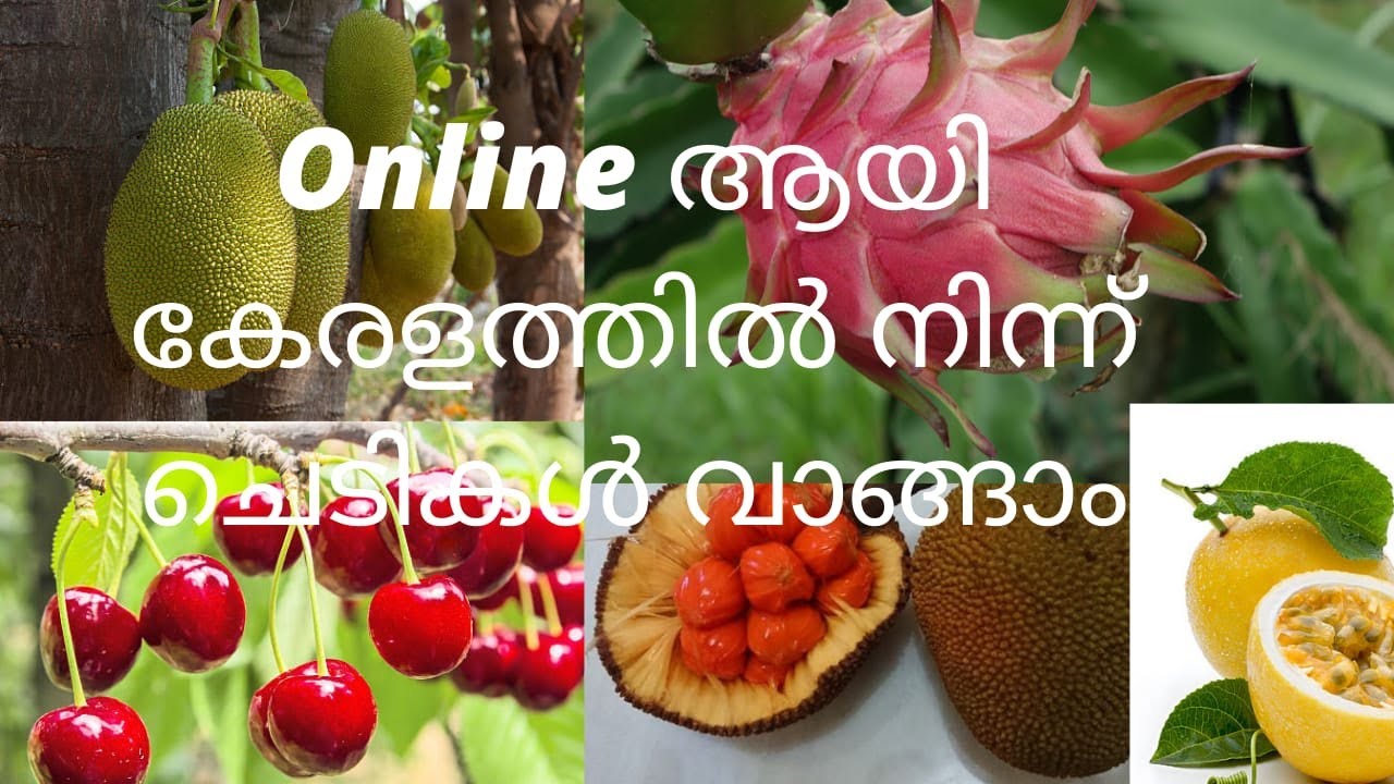 Kerala grown Buy fruit plants online free home delivery in india