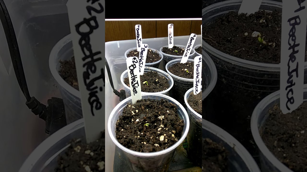 LostRiverSeeds BeetleJuice & ChocolateEruption