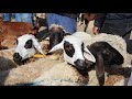 الموضف كان تعطيه علوش تقولو هزو للكرهبة تو تشوف اش يصير فيه خلي احنا تاعبين و نسرحو و نعسو عليه