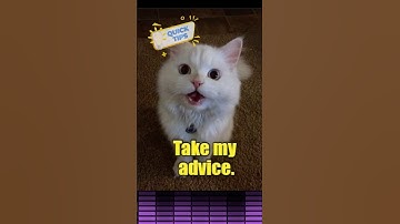 Take My Advice 😼🎶 Cat Meme Song  #memesong