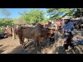 Toros y Yuntas de Bueyes en El Tránsito San Miguel El Salvador On