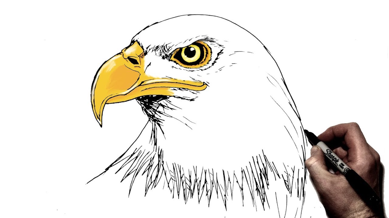 cool drawings of eagles