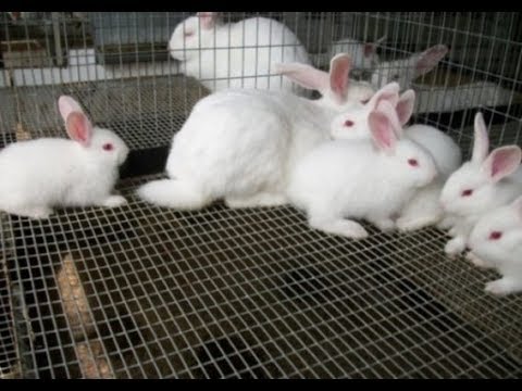 Cara Ternak Kelinci Pemula 