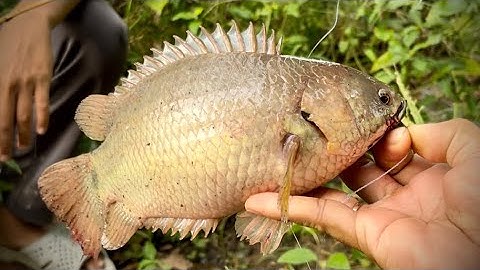 Tập 363 - Lần Nào Cũng Câu Dính Hàng Khủng, Công Nhận Bảo Hên Thật | Câu Cá Rô Đồng | MQTG