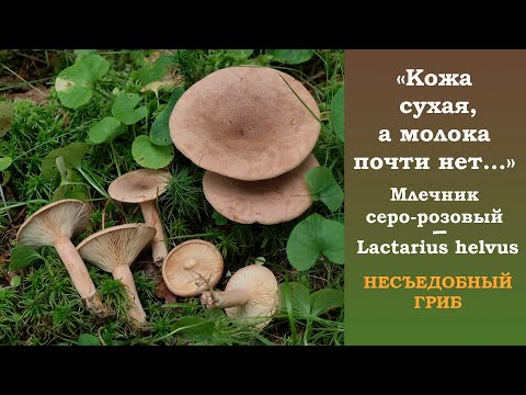 "Кожа сухая, а молока почти нет".  Млечник серо-розовый - Lactarius helvus