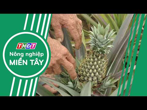 Binh Giang Pineapple - "Sweetening" the acid sulfate soil | Western Agriculture