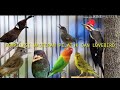 Masteran Mantap Kompilasi Pelatuk Lovebird Dan Kenari Mp3 - Mp4 Download