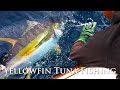 How to catch yellowfin tuna with cape fishing safaris at cape point