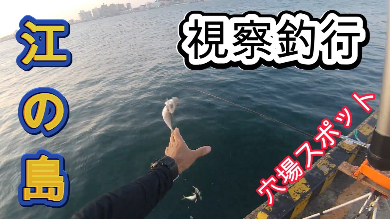 江の島視察釣行。2025.8.9 サビキ釣り、ブッコミサビキ釣り、シマダイ、イシガキダイ、サバ