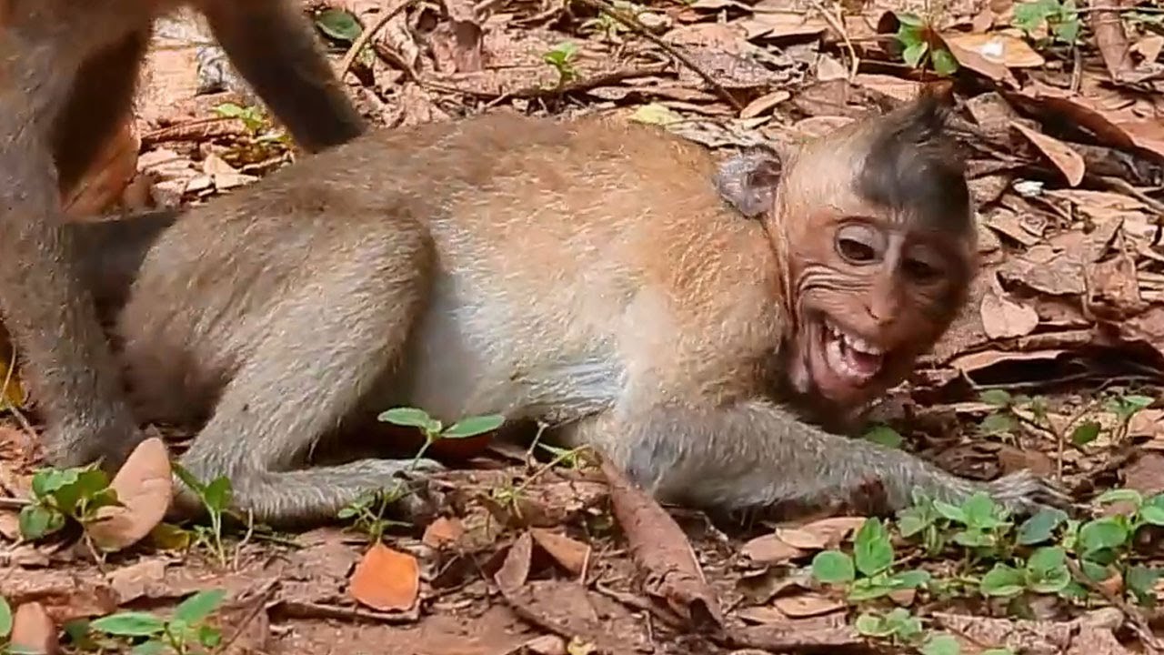 Poor Little monkey BRISCO got terrible bite hurt by team without mom help