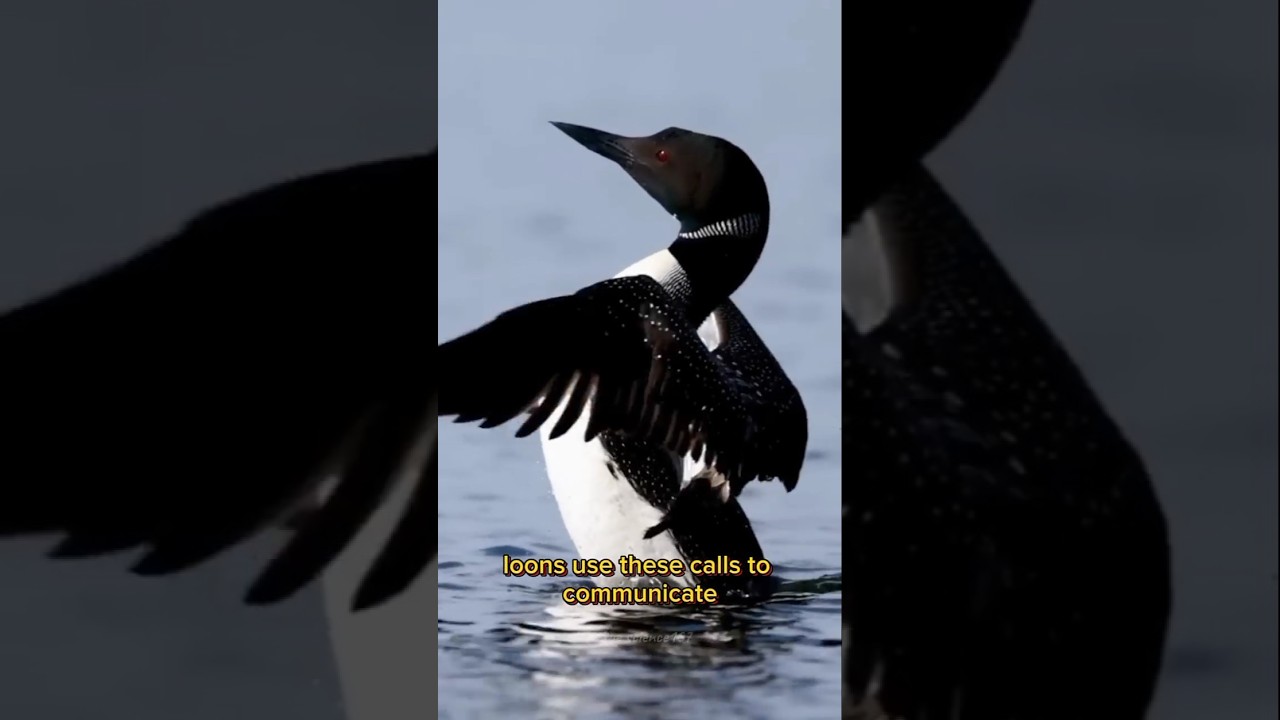 The Haunting Sound of the Loon Bird 