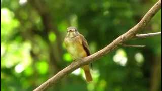 Ferruginous Flycatcher @ Bidadari