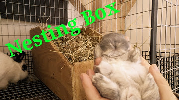 How and when to setup a NESTING BOX for your bunny