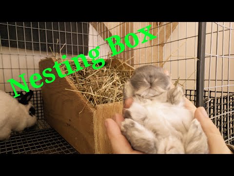 How and when to setup a NESTING BOX for your bunny