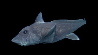 Tumnagel